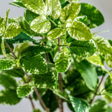 Artificial branches