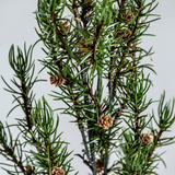 Romero Artificial Plant