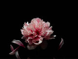 Photograph - Flower 1